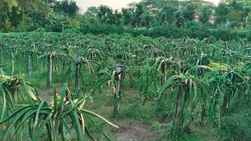 আলফাডাঙ্গায় ড্রাগন চাষে দুই ভাইয়ের বাজিমাত