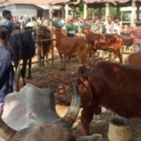 গোপালগঞ্জের পরানপুর পশুরহাট; ইজারাদারদের যোগসাজশে চলছে ‘খাস আদায়’